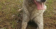 Milo is registered to the contest to win money with this photo: dog, muddy, outdoor, grass, forest, tongue_out, ears_up, pet, animal, nature, canine, adventure, happy, resting, ground, trees, playful, wet, daylight, animal_portrait