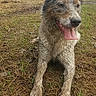dog, muddy, outdoor, grass, forest, tongue_out, ears_up, pet, animal, nature, canine, adventure, happy, resting, ground, trees, playful, wet, daylight, animal_portrait