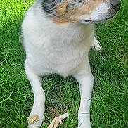 Milo joined the competition — help win amazing prizes! dog, grass, outdoor, pet, animal, canine, nature, laying, white, brown, black, ears, fur, paws, green, leaf, resting, calm, summer, daylight