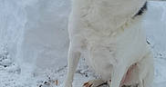 Milo is registered to the contest to win money with this photo: animal, background, black, brown, cold, daytime, dog, ears, fur, grass, house, nature, outdoor, pet, quiet, sitting, snow, tree, white, winter