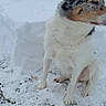 Milo is registered to the contest to win money with this photo: dog, snow, winter, outdoor, animal, pet, sitting, white, black, brown, tree, house, grass, cold, fur, ears, nature, daytime, quiet, background