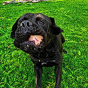 Mowgli joined the competition — help win amazing prizes! dog, black_dog, grass, outdoor, animal, pet, raw_chicken, mouth, playful, nature, greenery, field, logs, canine, funny_face, animal_portrait, summer, daylight, snout, fur