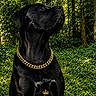 Mowgli joined the competition — help win amazing prizes! animal, black_dog, canine, dog, forest, glossy_coat, gold_chain, gold_text, greenery, luxury, majestic, nature, noble, outdoor, pet, portrait, regal, sitting, text_overlay, wildlife