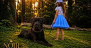 Mowgli is registered to the contest to win money with this photo: animal, black_dog, blue_skirt, cap, child, companionship, dog, forest, girl, grass, greenery, leash, nature, outdoor, pet, summer, sunlight, sunset, trees, walking
