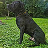 Mowgli joined the competition — help win amazing prizes! dog, black_dog, outdoor, grass, greenery, nature, pet, canine, animal, collar, forest, tree, park, sitting, alert, side_view, daylight, mammal, companion, loyal