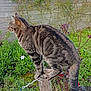 Moutik a rejoint le concours — aidez-le/la à gagner de superbes lots ! cat, tabby_cat, outdoor, garden, wooden_post, greenery, plants, flowers, fence, animal, pet, nature, fur, tail, whiskers, balanced, curious, side_view, mammal, daylight
