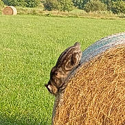 Moutik a rejoint le concours — aidez-le/la à gagner de superbes lots ! cat, hay_bale, field, grass, outdoor, nature, animal, sunlight, greenery, rural, adventure, curious, feline, farm, daytime, playful, mammal, brown, striped, climbing