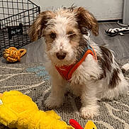 Harper is registered to the contest to win money with this photo: dog, puppy, toy, plush_toy, orange_harness, carpet, indoor, door, wire_basket, floor, small_dog, cute, pet, animal, playful, home, furniture, patterned_rug, yellow_toy, canine