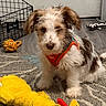 dog, puppy, toy, plush_toy, orange_harness, carpet, indoor, door, wire_basket, floor, small_dog, cute, pet, animal, playful, home, furniture, patterned_rug, yellow_toy, canine