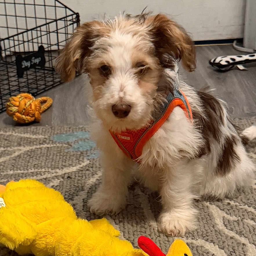 Harper is registered to the contest to win money with this photo: dog, puppy, toy, plush_toy, orange_harness, carpet, indoor, door, wire_basket, floor, small_dog, cute, pet, animal, playful, home, furniture, patterned_rug, yellow_toy, canine
