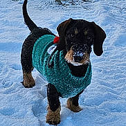 Tempête participe au concours pour gagner de l'argent avec cette photo : animal, black, brown, canine, cold, cute, dog, frozen, fur, grass, nature, outdoor, pet, playful, puppy, small_dog, snow, sweater, walking, winter