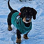 animal, black, brown, canine, cold, cute, dog, frozen, fur, grass, nature, outdoor, pet, playful, puppy, small_dog, snow, sweater, walking, winter