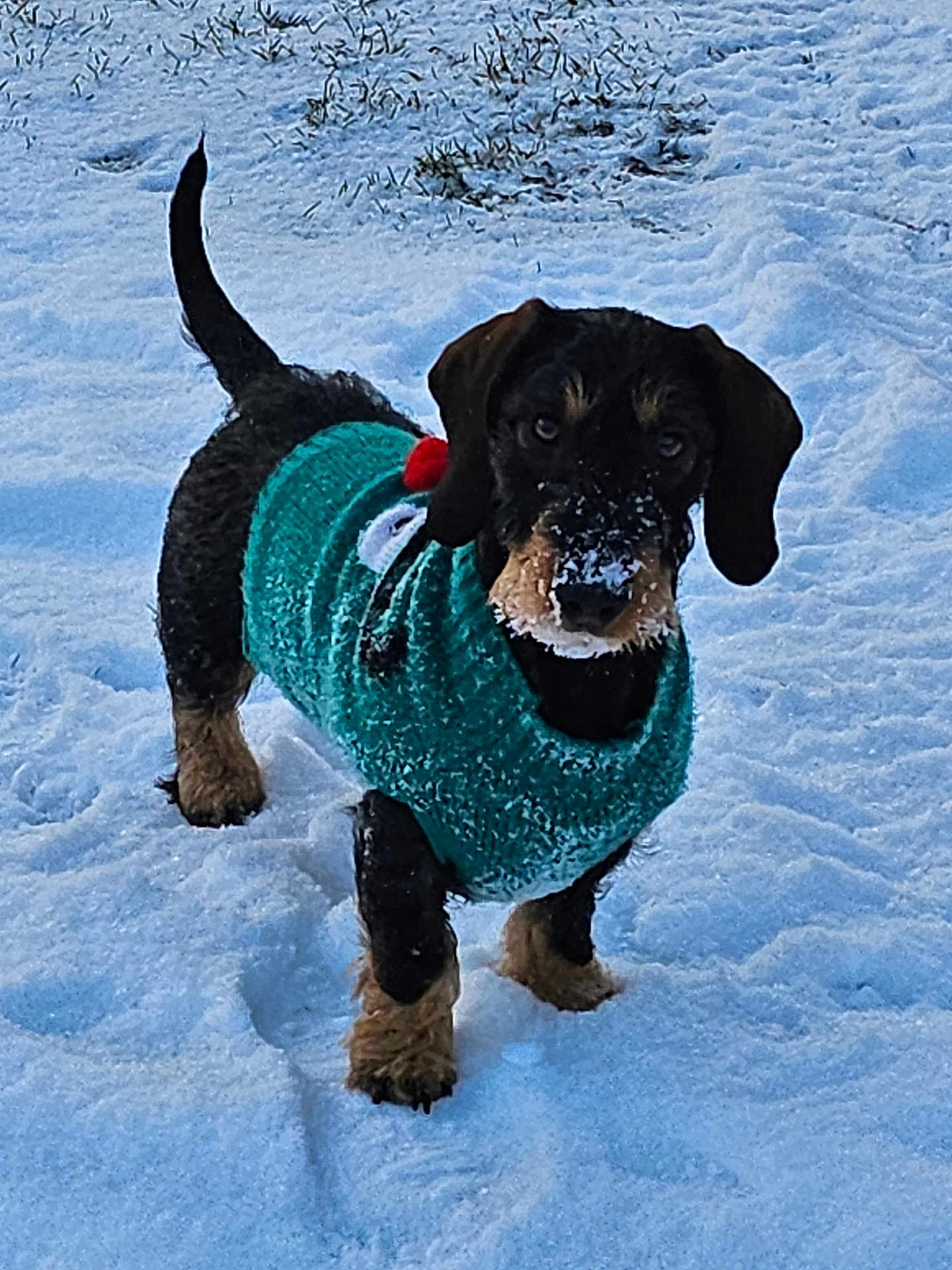 Tempête participe au concours pour gagner de l'argent avec cette photo : animal, black, brown, canine, cold, cute, dog, frozen, fur, grass, nature, outdoor, pet, playful, puppy, small_dog, snow, sweater, walking, winter
