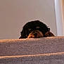 Mazzi joined the competition — help win amazing prizes! dog, stairs, carpet, peeking, indoors, pet, fluffy, resting, guarding, cozy, sleepy, animal, home, curious, black_and_brown, fur, cute, relaxed, quiet, calm