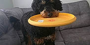 Mazzi is registered to the contest to win money with this photo: dog, frisbee, pet, indoor, couch, living_room, black_dog, brown_dog, curly_fur, animal, playful, toy, canine, furniture, home, cute, standing, obedient, looking, domestic