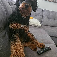 Mazzi joined the competition — help win amazing prizes! dog, curly_fur, black_and_brown, couch, remote_control, pillow, living_room, pet, indoor, furniture, relaxed, paw, sitting, looking, tilted_head, cozy, house, companion, cute, curious