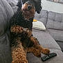 dog, curly_fur, black_and_brown, couch, remote_control, pillow, living_room, pet, indoor, furniture, relaxed, paw, sitting, looking, tilted_head, cozy, house, companion, cute, curious