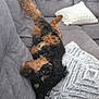 Mazzi is registered to the contest to win money with this photo: dog, curly_hair, upside_down, couch, gray_couch, pillow, fluffy_pillow, relaxed, indoor, pet, fur, black_and_brown, living_room, cozy, playful, canine, resting, home, animal, companion