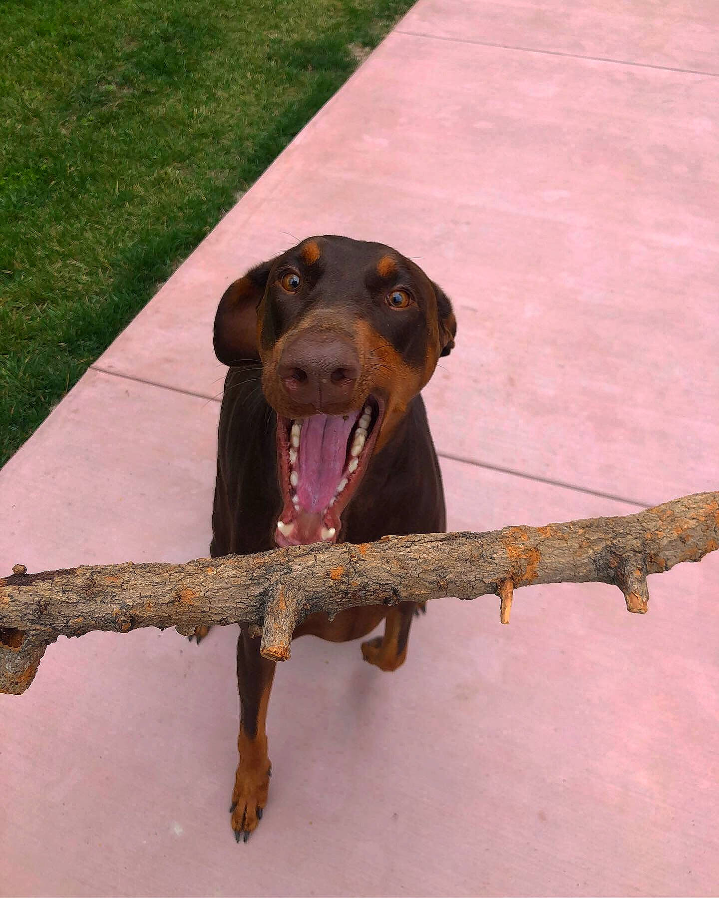 Leela joined the competition — help win amazing prizes! canidae, carnivore, dog, dog_breed, hunting_dog, labrador_retriever, liver, mammal, plott_hound, snout, sporting_group, vertebrate