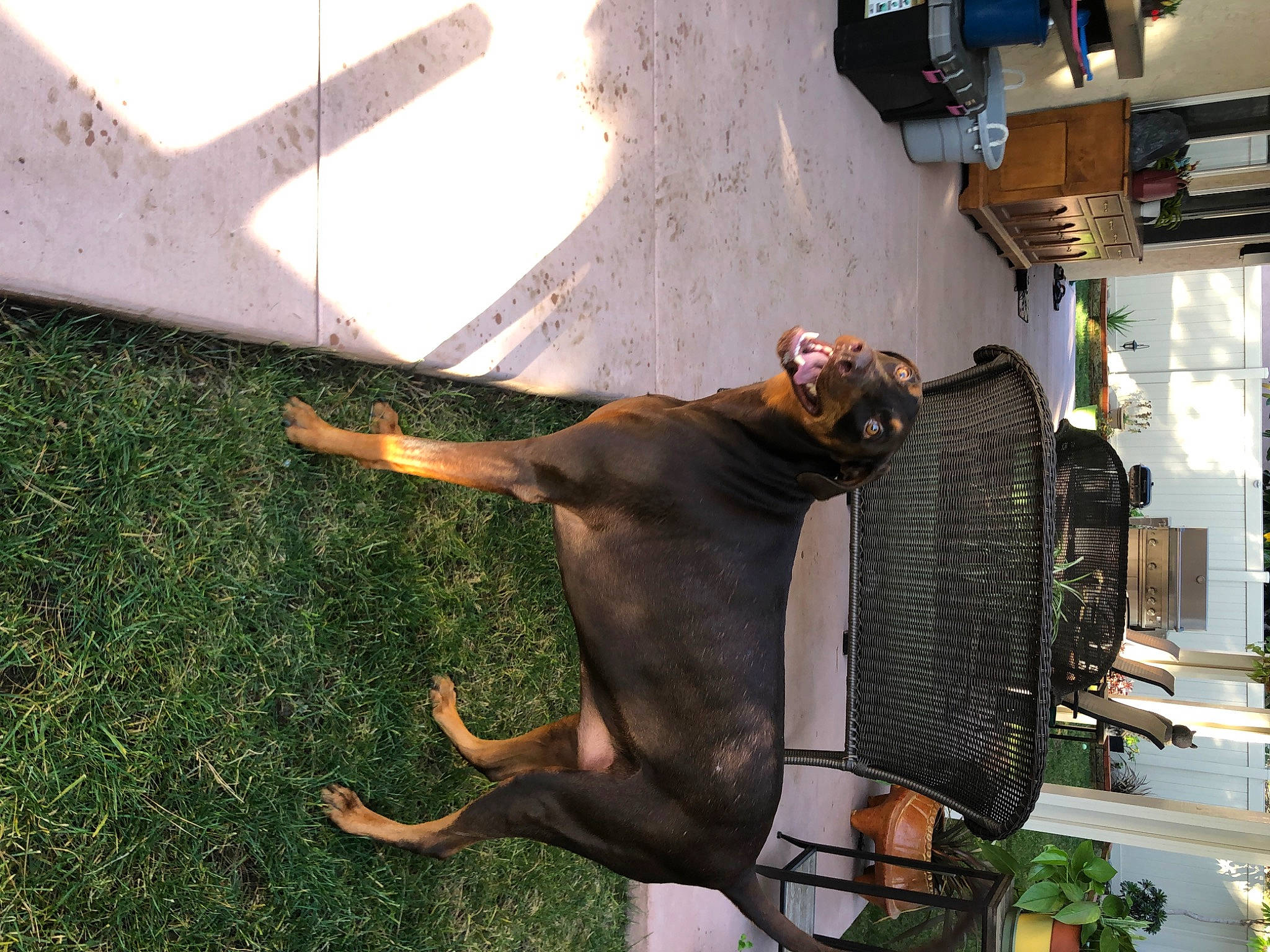 Leela joined the competition — help win amazing prizes! canidae, carnivore, dobermann, dog, dog_breed, fawn, guard_dog, non_sporting_group, pinscher, sporting_group