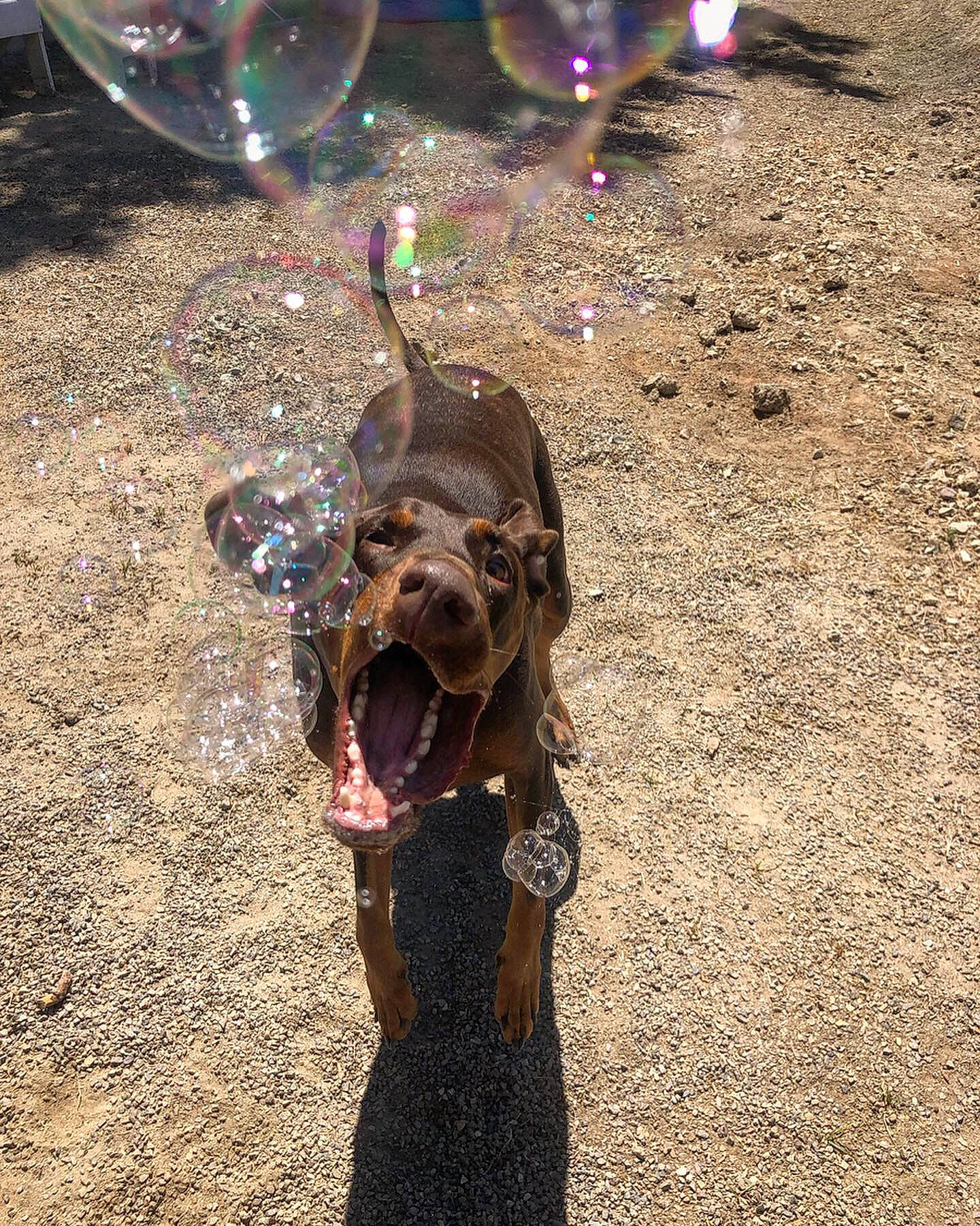 Leela is registered to the contest to win money with this photo: canidae, carnivore, dachshund, dog, dog_breed, ear, german_shorthaired_pointer, hunting_dog, leash, snout, sporting_group, weimaraner