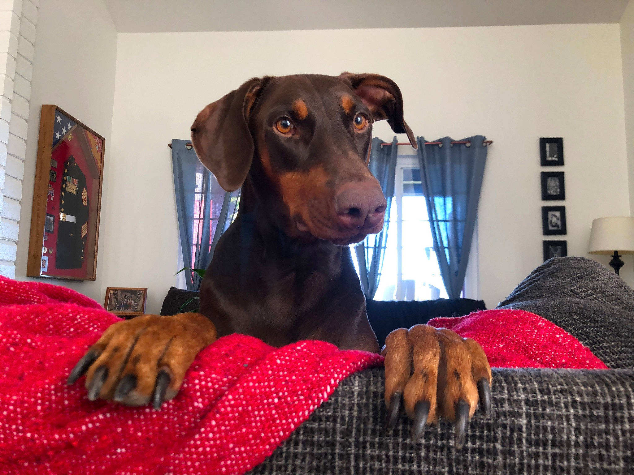 Leela joined the competition — help win amazing prizes! canidae, carnivore, companion_dog, dachshund, dobermann, dog, dog_breed, ear, furniture, german_pinscher, guard_dog, hunting_dog, linens, liver, mammal, pinscher, puppy, snout, vertebrate