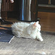 Missy joined the competition — help win amazing prizes! cat, white_cat, fluffy, indoor, carpet, sunlight, furniture, trash_can, relaxing, pet, animal, floor, cozy, home, domestic, mammal, resting, quiet, daylight, cute