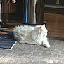 cat, white_cat, fluffy, indoor, carpet, sunlight, furniture, trash_can, relaxing, pet, animal, floor, cozy, home, domestic, mammal, resting, quiet, daylight, cute