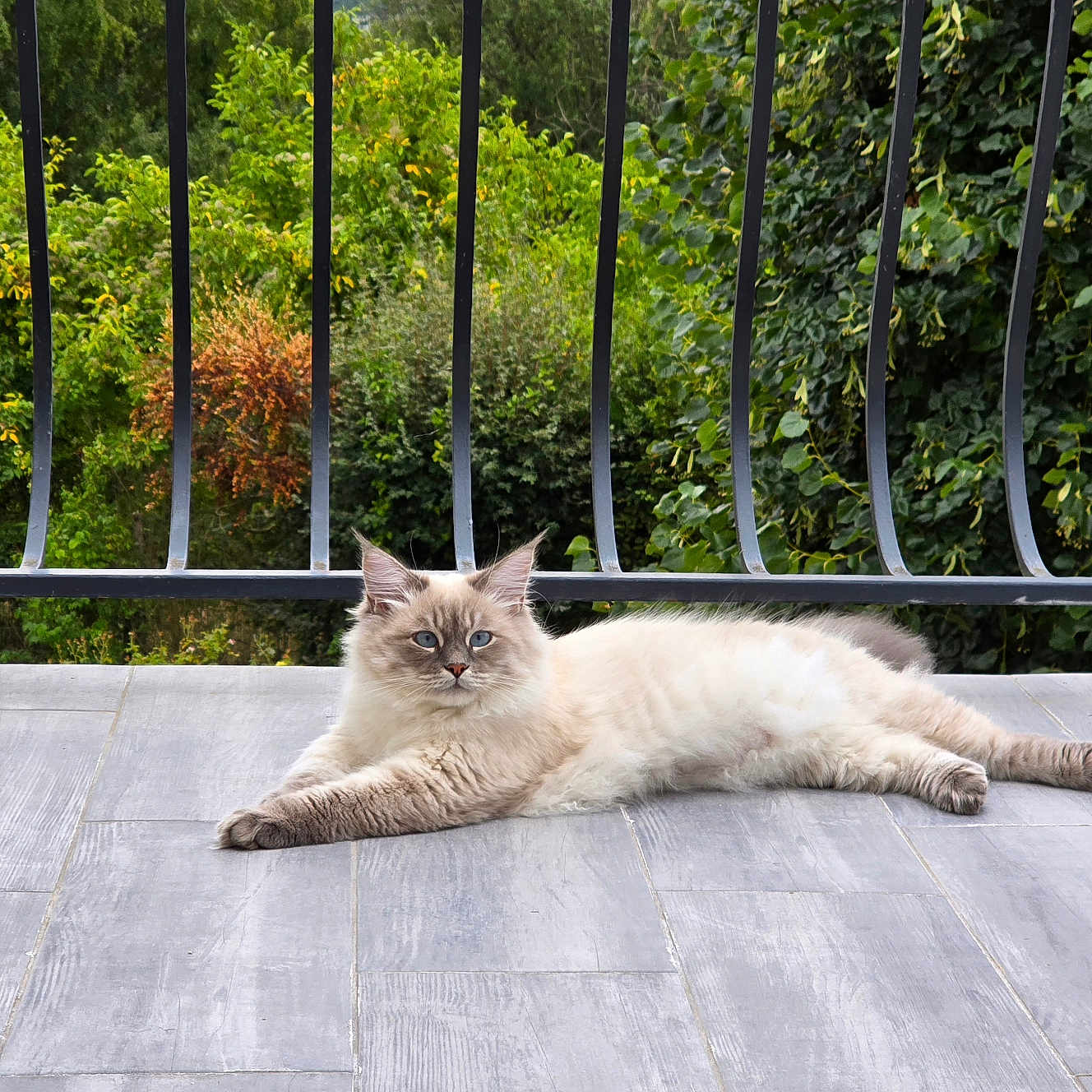 Youggy a rejoint le concours — aidez-le/la à gagner de superbes lots ! animal, black_railing, blue_eyes, calm, cat, daylight, domestic_cat, feline, fluffy_cat, gray_floor, greenery, long_hair, lounging, nature, outdoor, pet, plants, relaxed, resting, tiled_floor