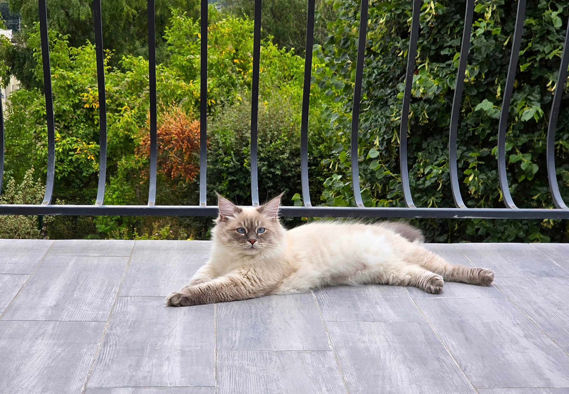 Youggy a rejoint le concours — aidez-le/la à gagner de superbes lots ! animal, black_railing, blue_eyes, calm, cat, daylight, domestic_cat, feline, fluffy_cat, gray_floor, greenery, long_hair, lounging, nature, outdoor, pet, plants, relaxed, resting, tiled_floor