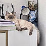 Youggy participe au concours pour gagner de l'argent avec cette photo : blue_lamp, books, cabinet, cat, cozy, fluffy_cat, fur, furniture, home, indoors, lamp, light, map, paws, pet, relaxed, resting, rolled_map, tail, white_wall