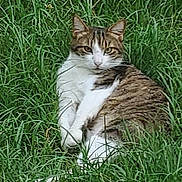 Tichat participe au concours pour gagner de l'argent avec cette photo : cat, tabby, white_paws, grass, outdoor, animal, pet, feline, nature, greenery, relaxed, lying_down, fur, ears, whiskers, eyes, daylight, calm, curious, mammal