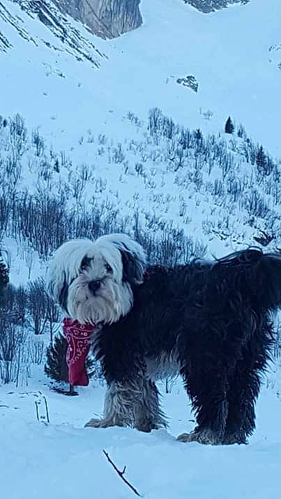 Elliott a rejoint le concours — aidez-le/la à gagner de superbes lots ! canidae, carnivore, dog, dog_breed, glen_of_imaal_terrier, irish_soft_coated_wheaten_terrier, kyi_leo, maltese, mammal, old_english_sheepdog, polish_lowland_sheepdog, rare_breed_dog, sealyham_terrier, snout, snow, sporting_group, terrier, tibetan_terrier, vertebrate, winter