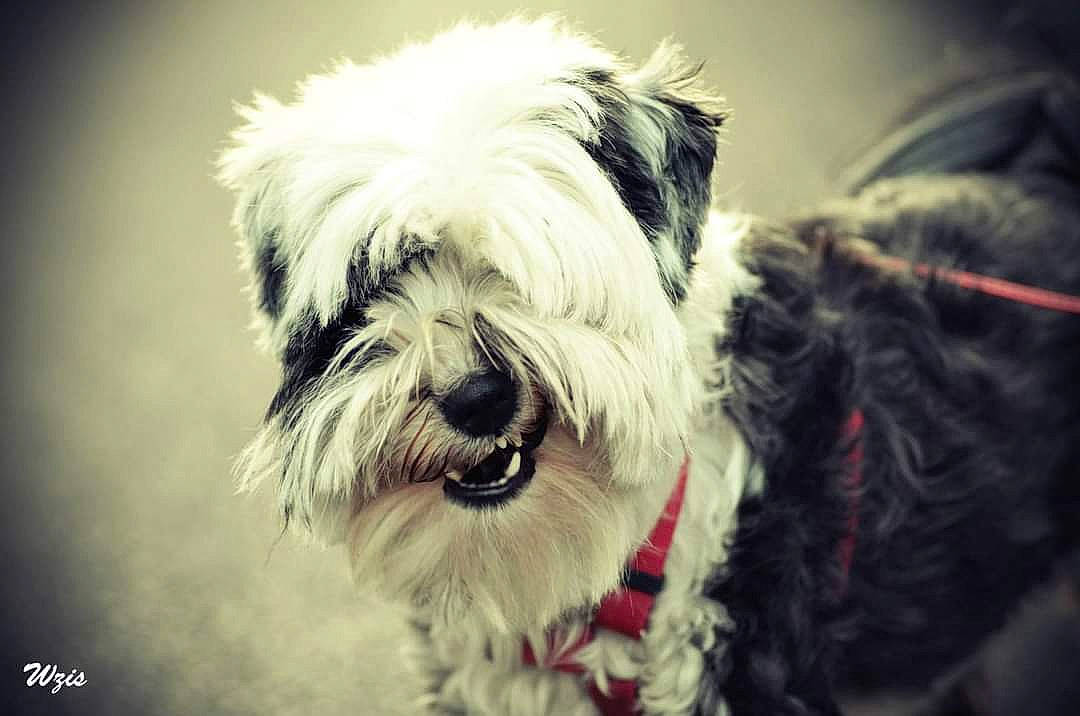 Elliott participe au concours pour gagner de l'argent avec cette photo : bearded_collie, canidae, carnivore, companion_dog, dog, dog_breed, fur, kyi_leo, lowchen, mammal, miniature_schnauzer, old_english_sheepdog, petit_basset_griffon_vendeen, puppy, rare_breed_dog, snout, sporting_group, terrier, tibetan_terrier, vertebrate