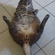 Nino a rejoint le concours — aidez-le/la à gagner de superbes lots ! cat, tabby, gray_cat, pet, animal, feline, lying_down, on_back, belly_up, raised_paws, fluffy, fur, whiskers, green_eyes, pointed_ears, tail, indoor, tile_floor, funny_pose, portrait