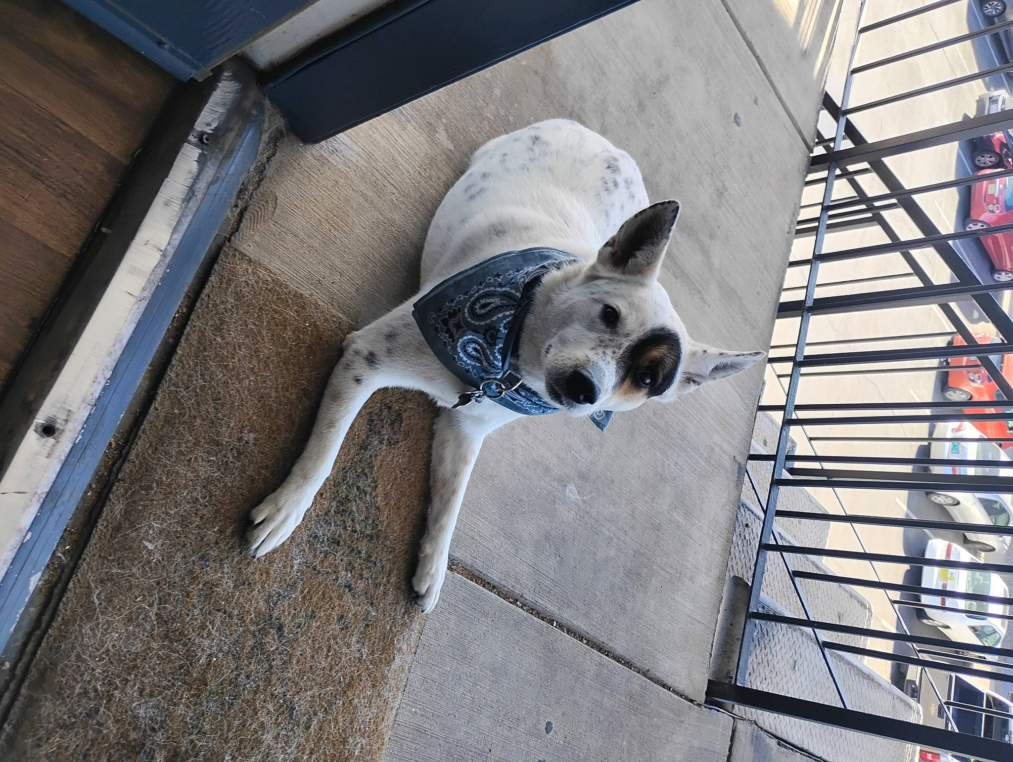 Lady is registered to the contest to win money with this photo: automotive_wheel_system, canidae, carnivore, companion_dog, composite_material, dog, dog_breed, dog_supply, mammal, metal, pet_supply, snout, sporting_group, steel, tail, terrestrial_animal, titanium, vertebrate, wood, working_animal