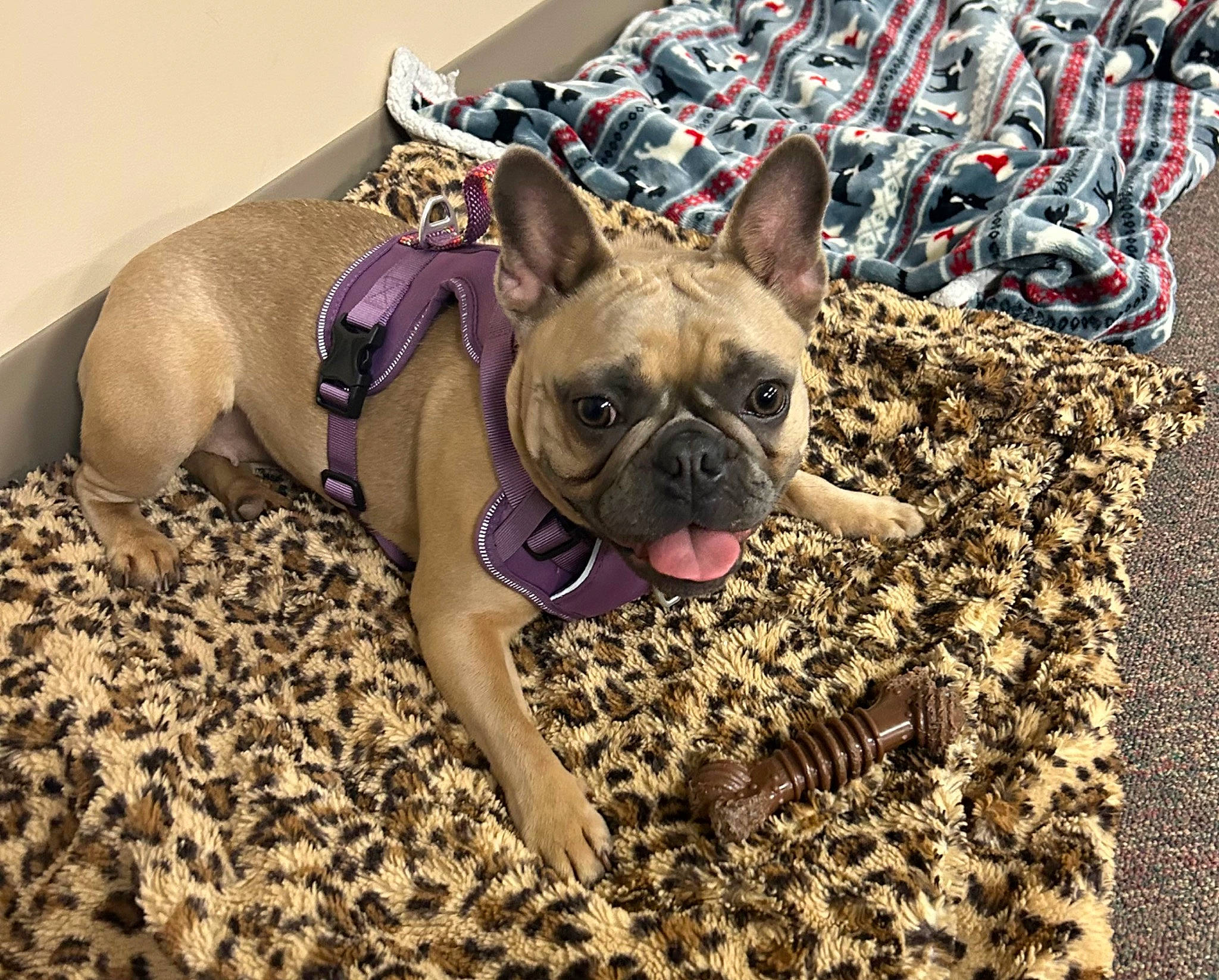Harper is registered to the contest to win money with this photo: bulldog, canidae, carnivore, comfort, companion_dog, dog, dog_breed, dog_supply, fawn, flooring, french_bulldog, grass, snout, soil, sporting_group, terrestrial_animal, toy_dog, whiskers, working_animal, wrinkle