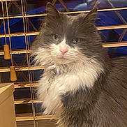 Dolly is registered to the contest to win money with this photo: animal, cat, closeup, collar, cute, domestic_animal, face, feline, fluffy, fur, gray, household, indoor, looking, pet, portrait, sitting, whiskers, white, window_blinds