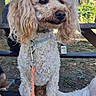 Sysko a rejoint le concours — aidez-le/la à gagner de superbes lots ! dog, poodle, curly_fur, leash, collar, bench, outdoor, park, tree, greenery, water_bottle, pet, animal, sitting, fur, daylight, nature, canine, companionship, resting