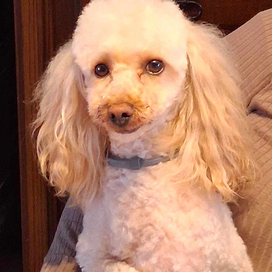 Sysko a rejoint le concours — aidez-le/la à gagner de superbes lots ! dog, poodle, white_fur, curly_hair, pet, indoor, portrait, animal, cute, fluffy, collar, sitting, looking_at_camera, domestic_animal, fur, ears, face, companion, calm, friendly