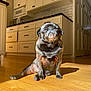 Bean is registered to the contest to win money with this photo: animal, black_dog, cabinet, companion, cute, dog, domestic, drawer, indoor, kitchen, microwave, pet, pug, relaxed, shadow, sitting, small_dog, sunbeam, sunlight, wooden_floor