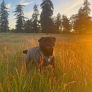 Bean joined the competition — help win amazing prizes! animal, black_dog, canine, collar, dog, field, fur, golden_hour, grass, nature, outdoor, peaceful, pet, pug, scenery, sky, summer, sunlight, sunset, trees
