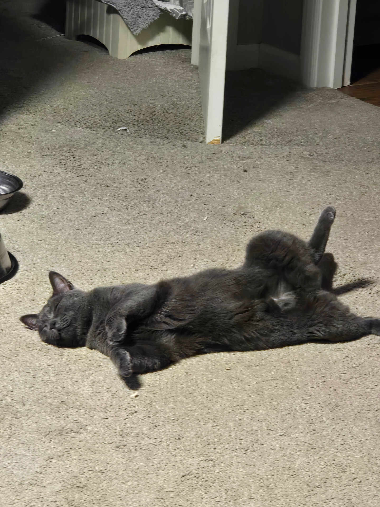 Michi joined the competition — help win amazing prizes! cat, gray_cat, carpet, floor, indoor, relaxed, sunlight, doorway, pet, animal, feline, sleeping, resting, domestic, fur, whiskers, paw, metal_bowl, house, home