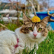 Luna is registered to the contest to win money with this photo: cat, grass, flower, dandelion, green_eyes, outdoor, nature, pet, feline, closeup, animal, cute, fur, whiskers, pink_nose, spring, garden, relaxed, sunlight, portrait