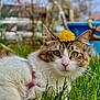 cat, grass, flower, dandelion, green_eyes, outdoor, nature, pet, feline, closeup, animal, cute, fur, whiskers, pink_nose, spring, garden, relaxed, sunlight, portrait
