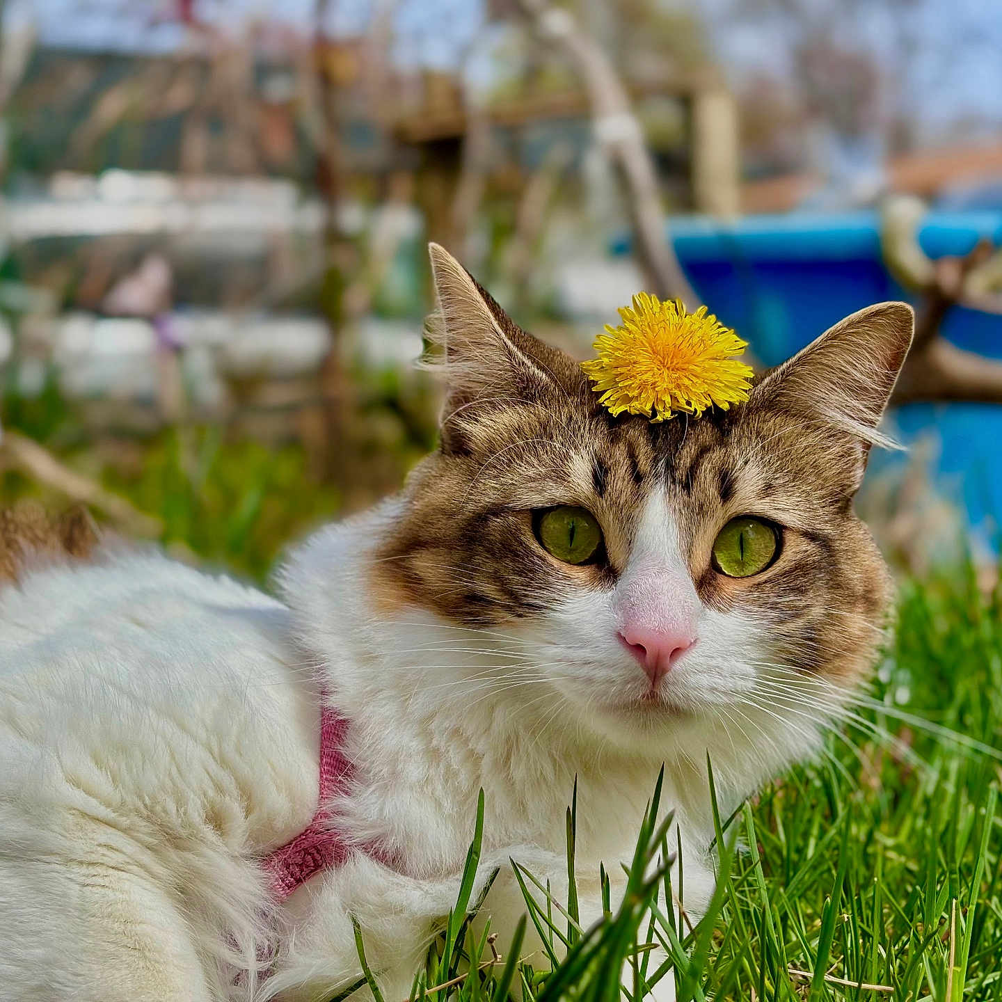 Luna is registered to the contest to win money with this photo: animal, cat, closeup, cute, dandelion, feline, flower, fur, garden, grass, green_eyes, nature, outdoor, pet, pink_nose, portrait, relaxed, spring, sunlight, whiskers