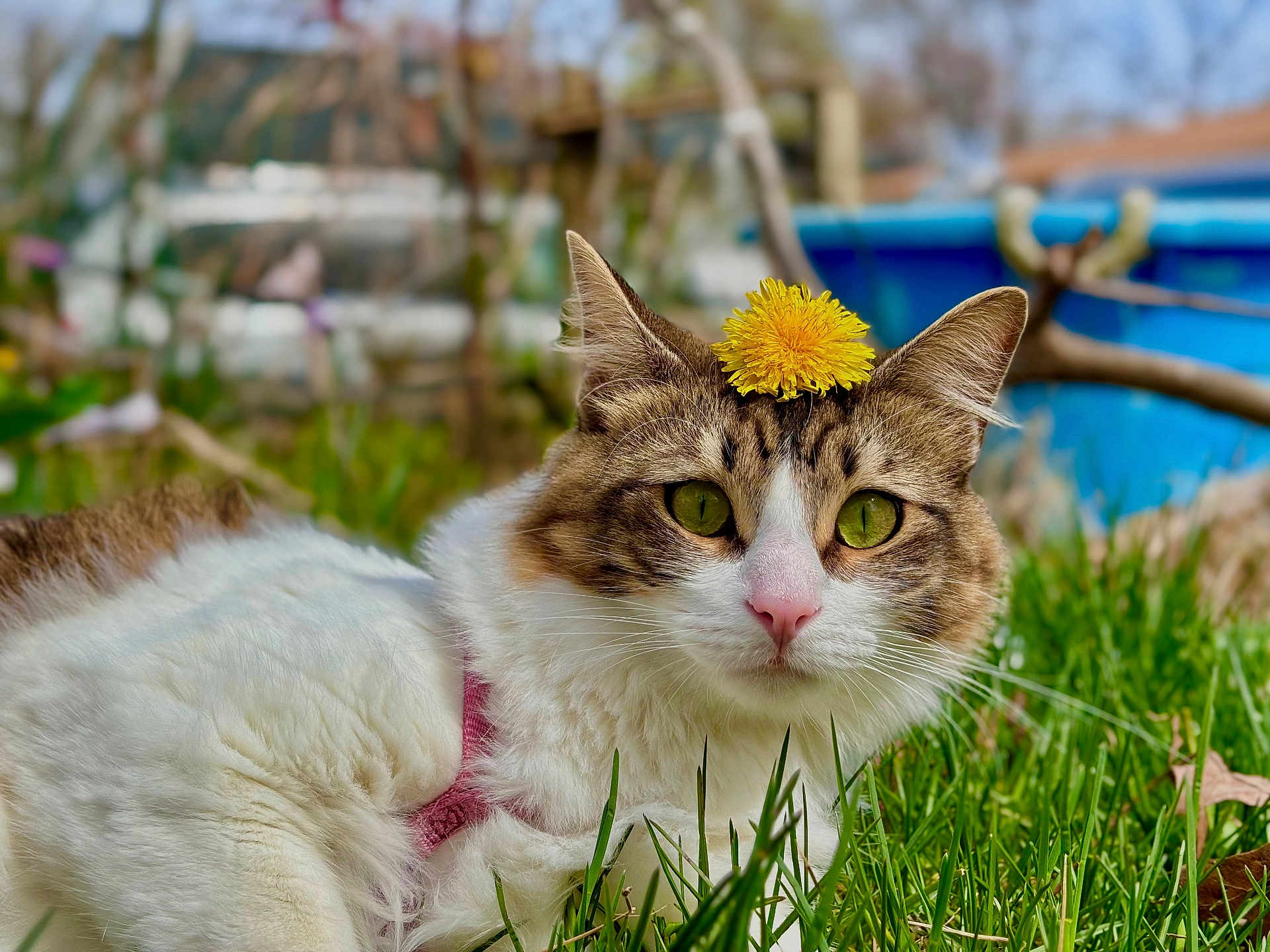 Luna is registered to the contest to win money with this photo: cat, grass, flower, dandelion, green_eyes, outdoor, nature, pet, feline, closeup, animal, cute, fur, whiskers, pink_nose, spring, garden, relaxed, sunlight, portrait