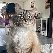 Neige a rejoint le concours — aidez-le/la à gagner de superbes lots ! cat, blue_eyes, fluffy, sitting, indoor, living_room, furniture, table, chair, blanket, floor, modern, window, decor, pet, whiskers, curious, domestic_cat, cozy, calm