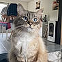 cat, blue_eyes, fluffy, sitting, indoor, living_room, furniture, table, chair, blanket, floor, modern, window, decor, pet, whiskers, curious, domestic_cat, cozy, calm