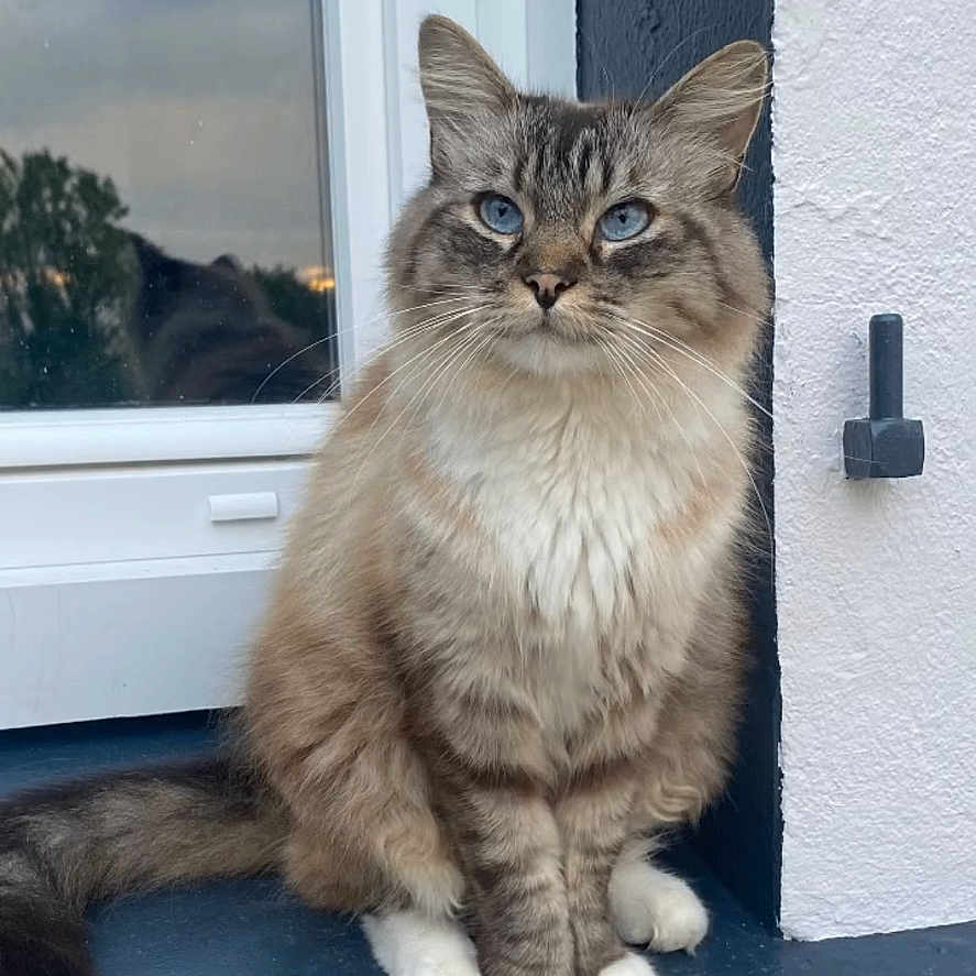 Neige participe au concours pour gagner de l'argent avec cette photo : animal, blue_eyes, calm, cat, domestic_cat, ears, feline, fluffy, fur, ledg, nature, outdoor, pet, portrait, reflection, sitting, tail, wall, whiskers, window